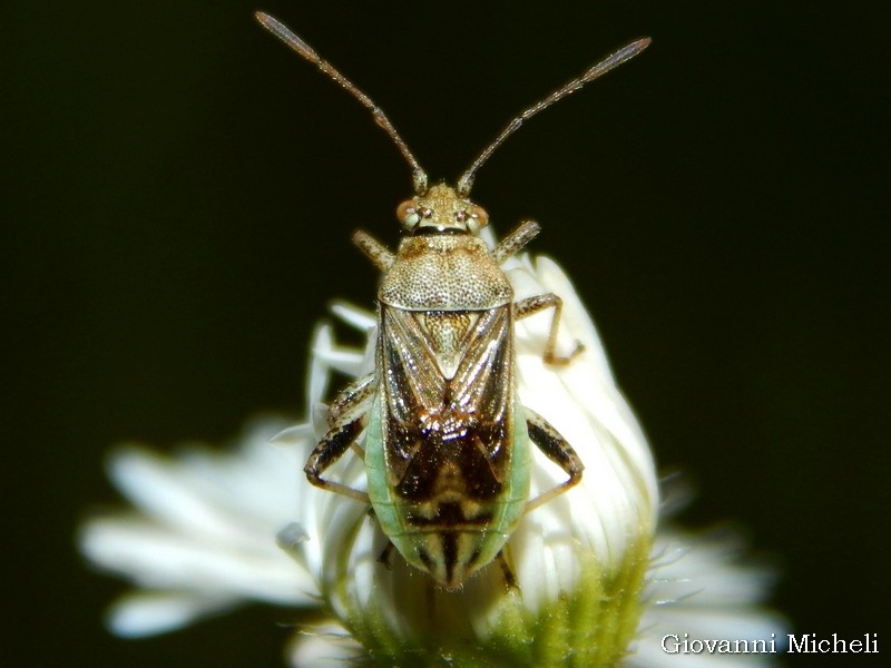 Rhopalidae: Stictopleurus da determinare